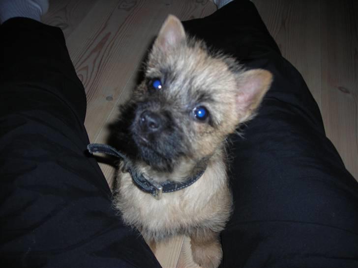 Cairn terrier oliver :)  billede 7