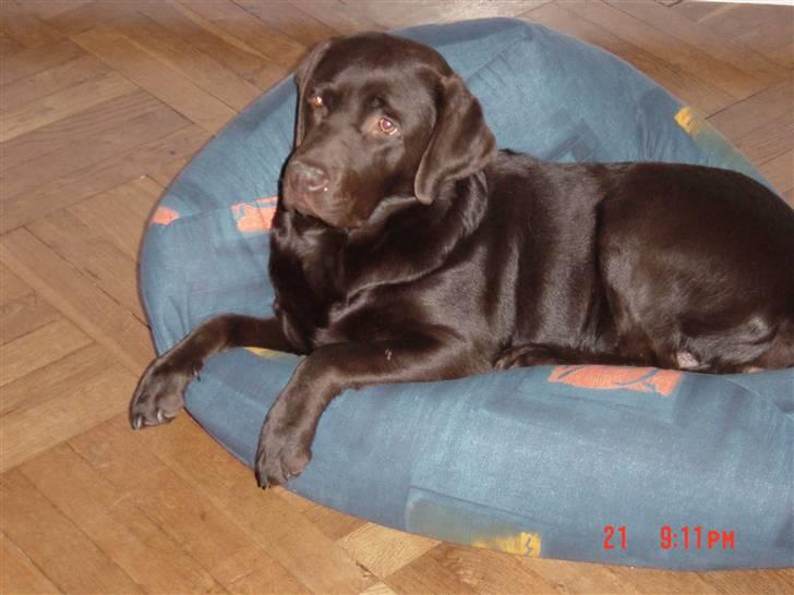 Labrador retriever Luna (Vita) - Luna ligger i sin sækstol og slapper af<3 billede 2