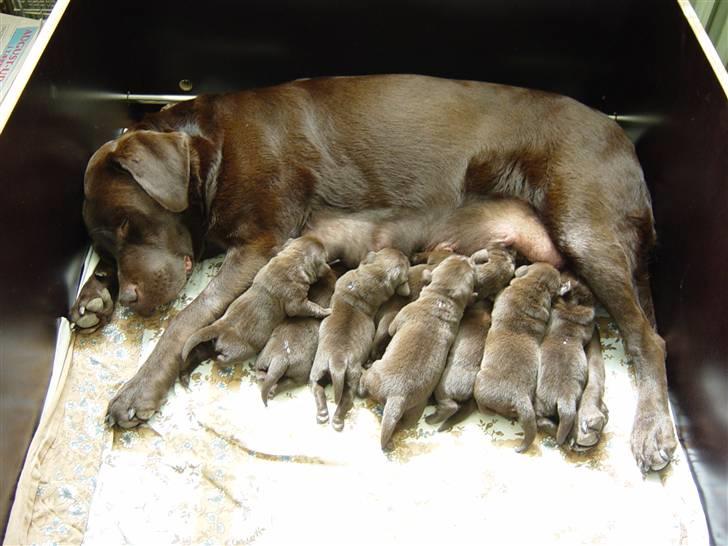 Labrador retriever Luna (Vita) - Luna ligger og slapper af med alle sine små hvalpe:) billede 3