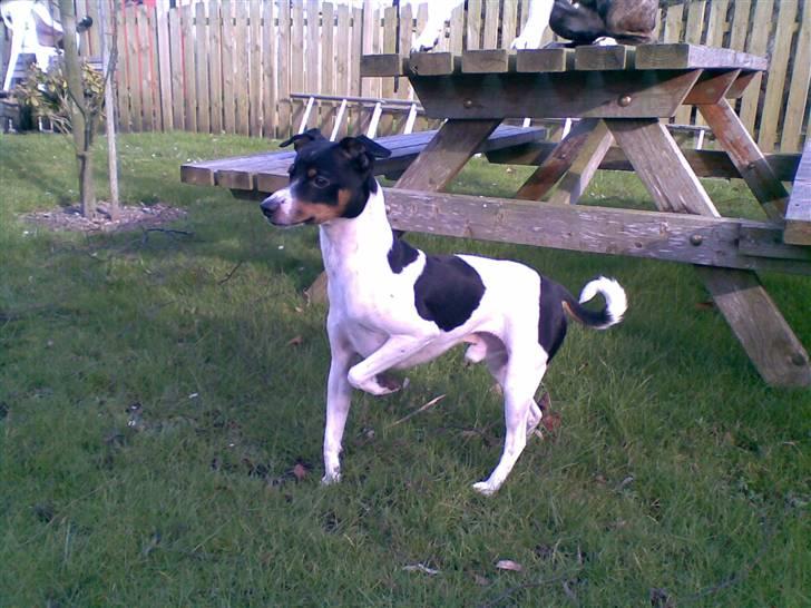 Dansk svensk gaardhund Ricky billede 1