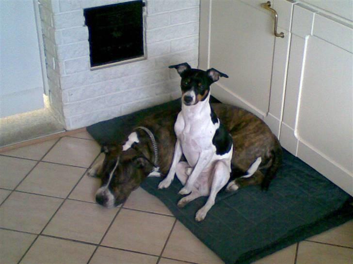 Dansk svensk gaardhund Ricky billede 2