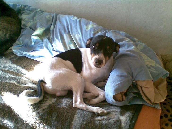 Dansk svensk gaardhund Ricky billede 3