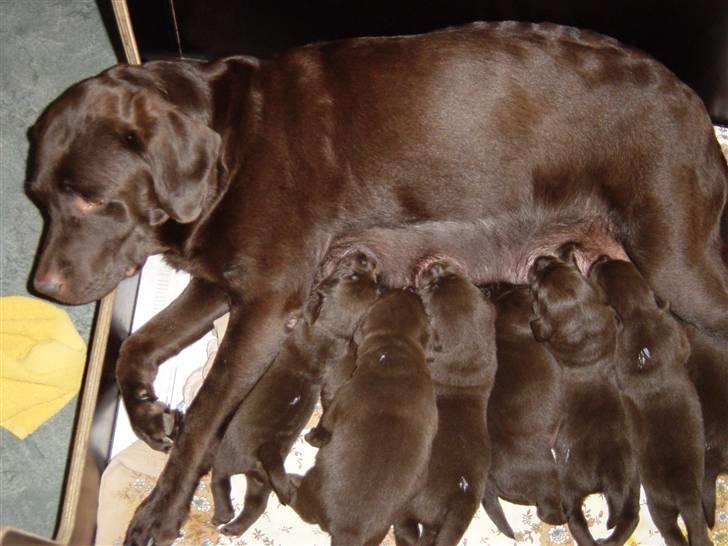Labrador retriever Luna (Vita) - Luna ligger med sine fine små hvalpe:D billede 4