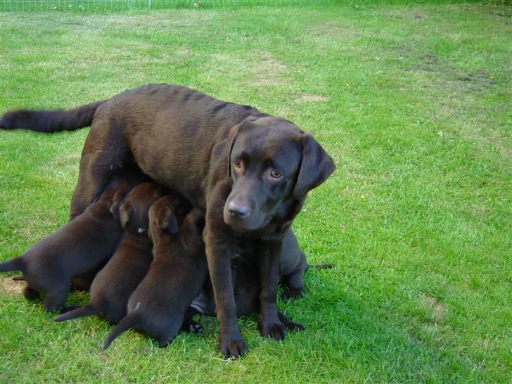 Labrador retriever Luna (Vita) - Luna mader hvalpene her er hun ved at være godt træt af dem:P billede 5