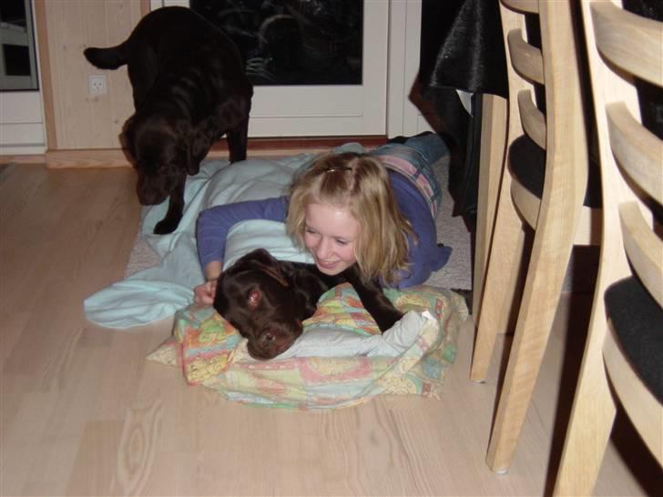 Labrador retriever Luna (Vita) - Luna og mig i sommerhuset Laika (Lunas datter) i baggrunden<3  billede 6