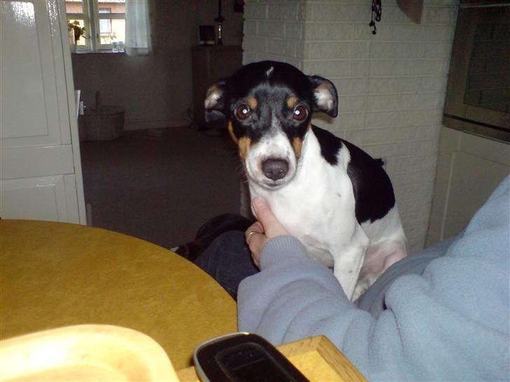 Dansk svensk gaardhund Ricky billede 4