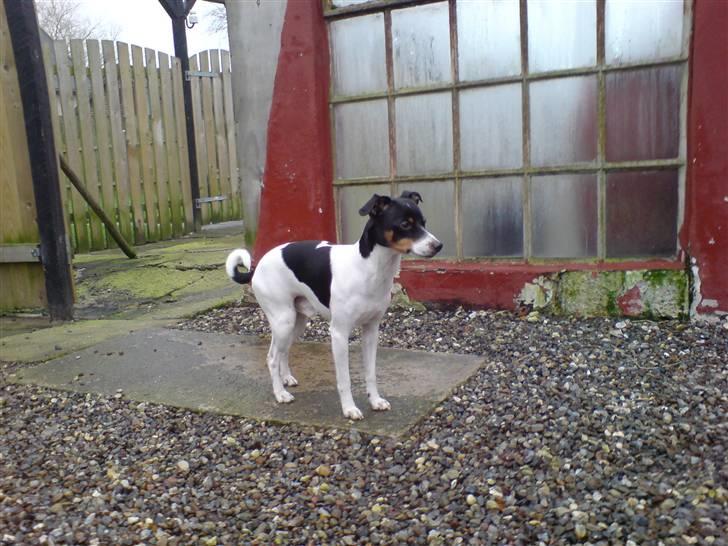 Dansk svensk gaardhund Ricky billede 5