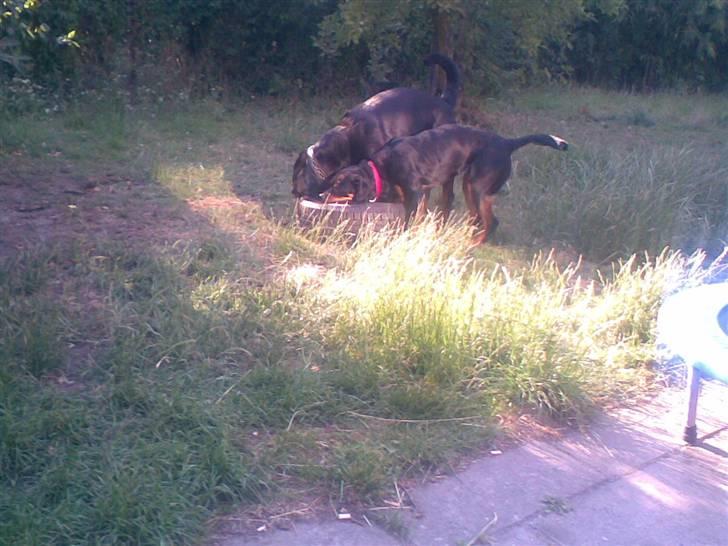 Rottweiler Shanti *R.I.P* - Leg i haven med dæk billede 17