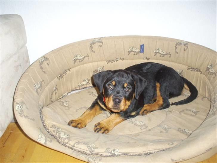 Rottweiler Shanti *R.I.P* - Lille mig i en stooor kurv billede 18