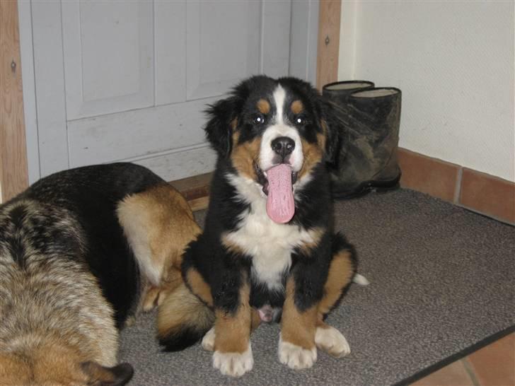 Berner sennenhund Buller billede 2