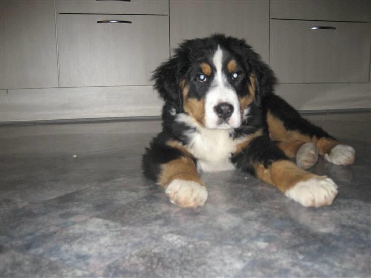 Berner sennenhund Buller billede 3