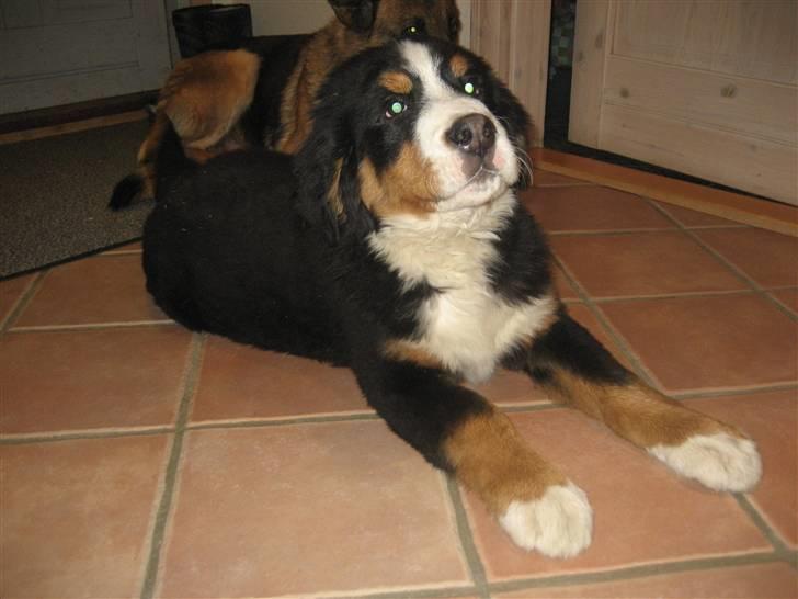 Berner sennenhund Buller billede 4