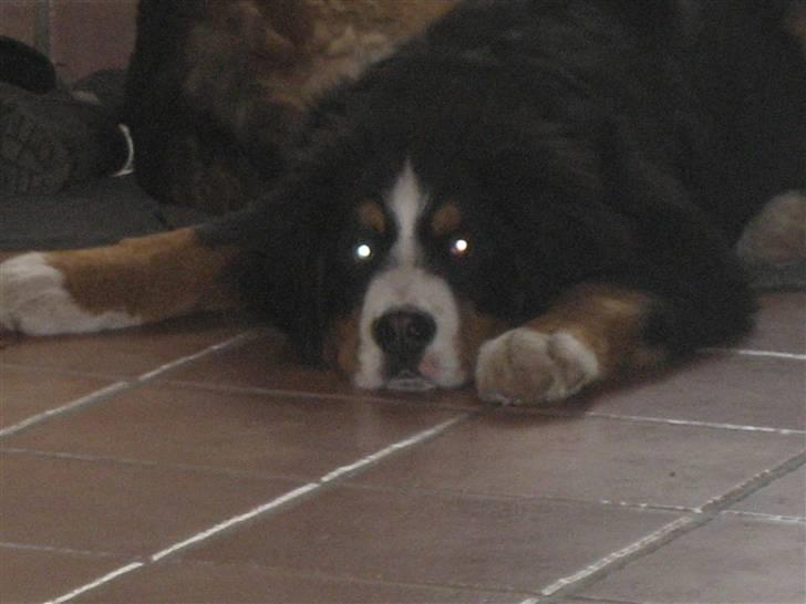 Berner sennenhund Buller - Han var helt færdig den dag billede 6