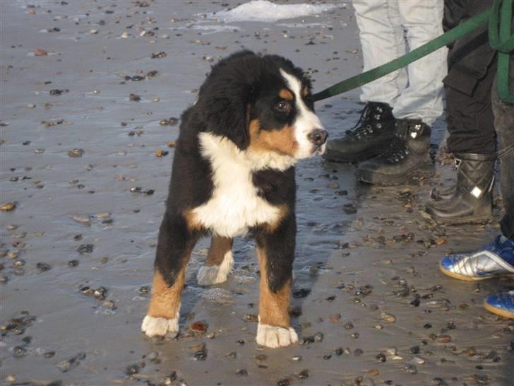 Berner sennenhund Buller - En dag ved Henne strand billede 7