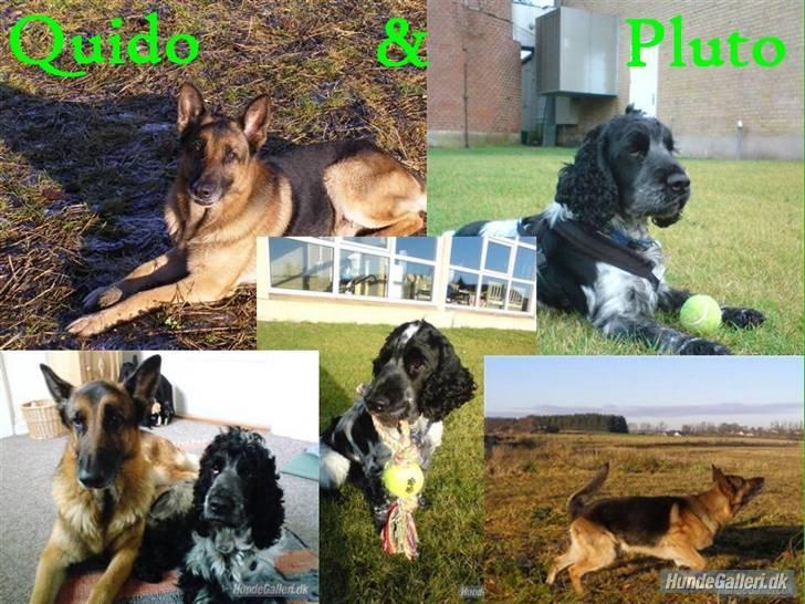 Schæferhund Quido - 2 dejlige hunde<33 billede 17