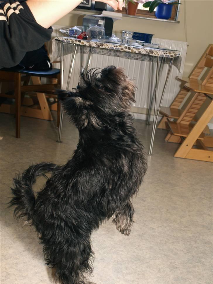 Dvaergschnauzer Silas billede 4