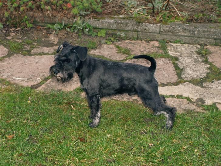 Dvaergschnauzer Silas billede 5