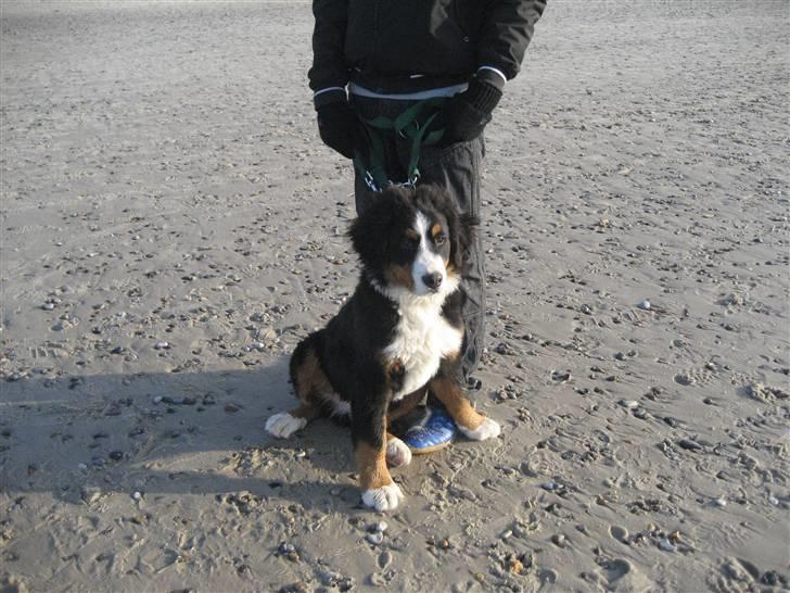 Berner sennenhund Buller - En dag ved Henne strand billede 8