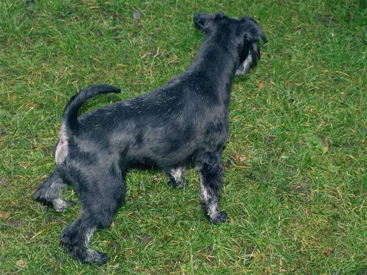 Dvaergschnauzer Silas billede 6