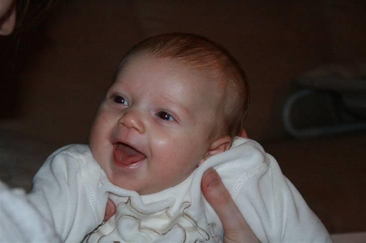 Samojedhund Sentho  - vores lille Tobias som lige har lært at grine :-D billede 17