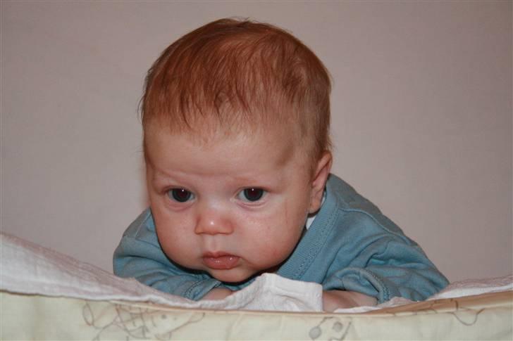 Samojedhund Sentho  billede 18