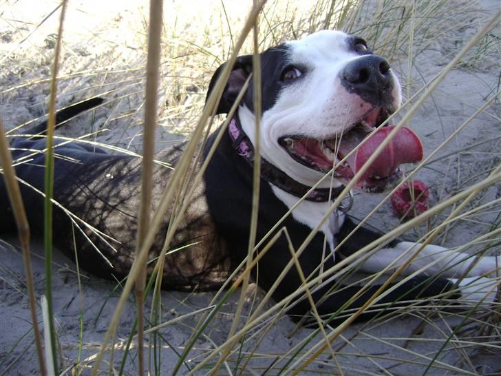 Amerikansk staffordshire terrier Wilma billede 9