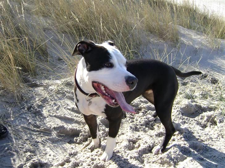 Amerikansk staffordshire terrier Wilma billede 10