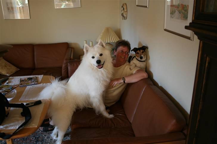 Samojedhund Sentho  - Lige på besøg hos farmor og Oliver :-)  billede 19