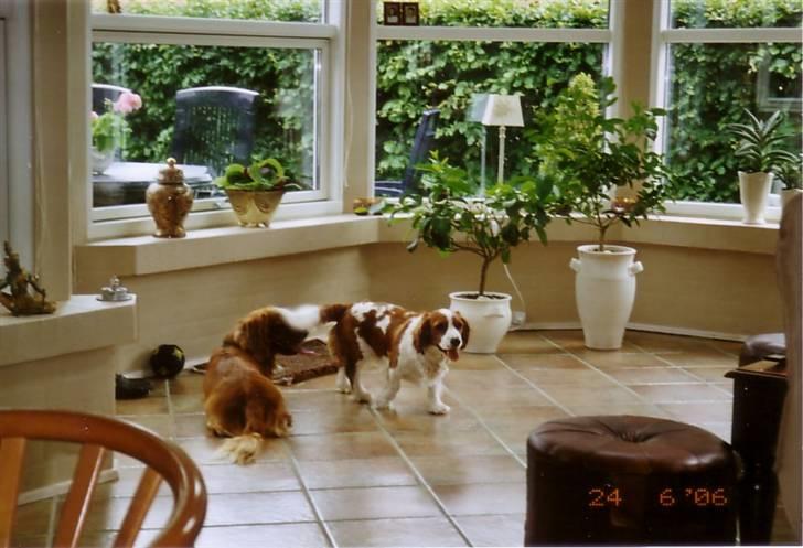 Blanding af racer Max min elskede Himmelhund - Her er jeg sammen med min søster Luna billede 15