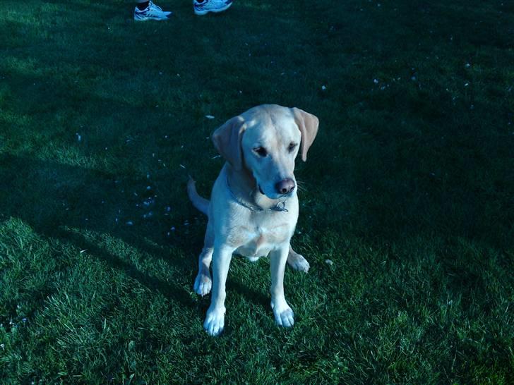 Labrador retriever Kvik - Der er noget derhenne :O billede 4