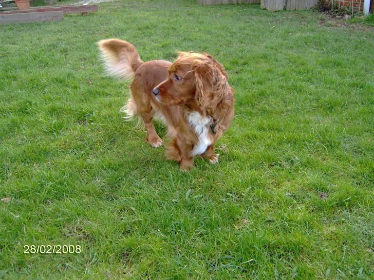Blanding af racer Max min elskede Himmelhund - Åhh man skal da også holde øje med alt i den her have ... billede 9