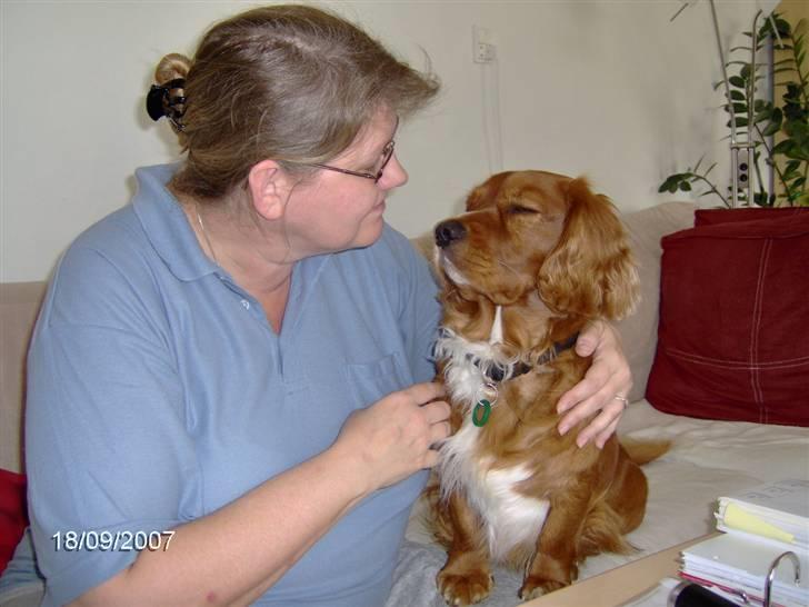 Blanding af racer Max min elskede Himmelhund - Vi er bare SÅ gode venner mor og mig - især når hun har kager på bordet - tihi billede 10