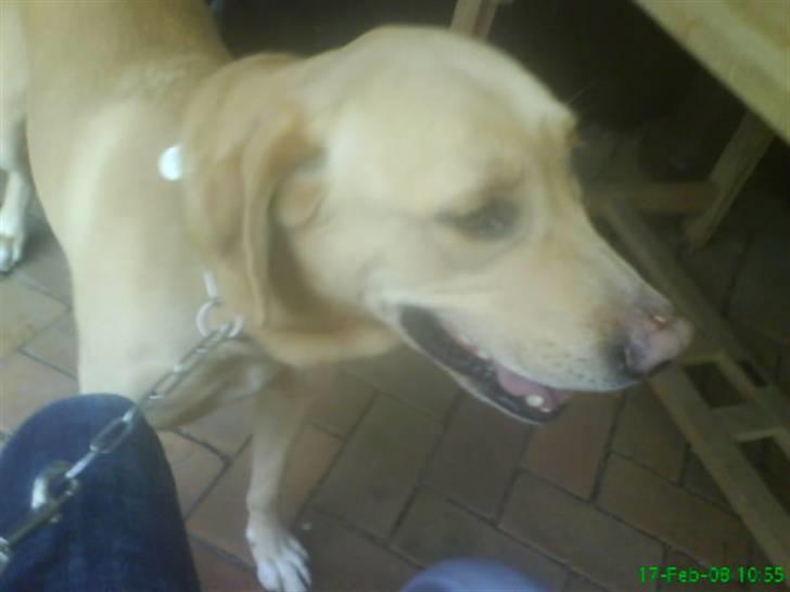 Labrador retriever Kvik - Hejsa :) billede 5