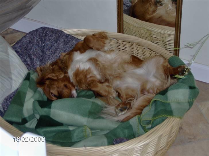 Blanding af racer Max min elskede Himmelhund - En god eftermiddagsskaber - ahhhhh  billede 11