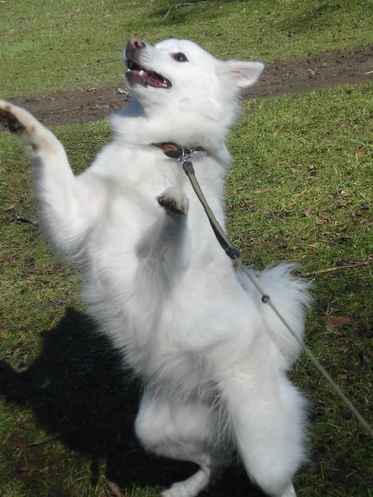 Japansk spids Akira - en lille dans billede 6