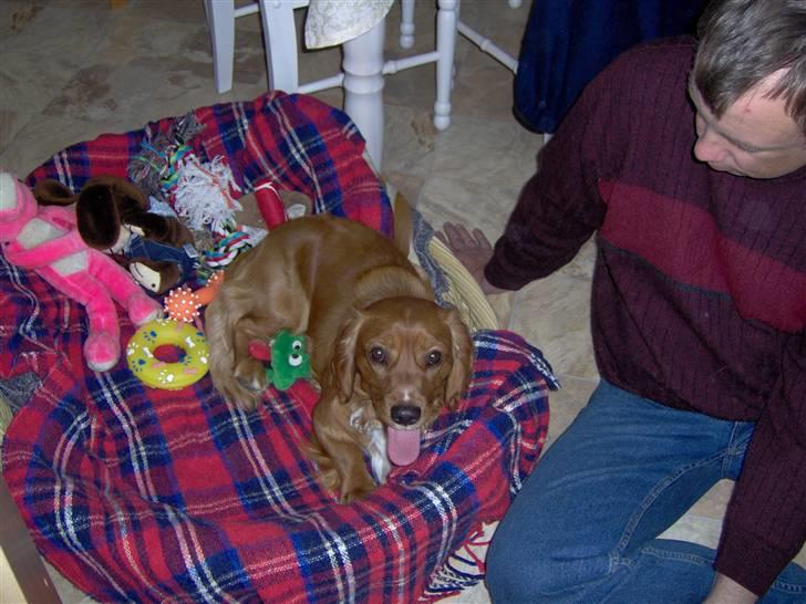 Blanding af racer Max min elskede Himmelhund - Her er jeg lige kommet hjem til min nye mor og far. Jeg var 1 år gammel den dag og lidt nervøs. billede 12