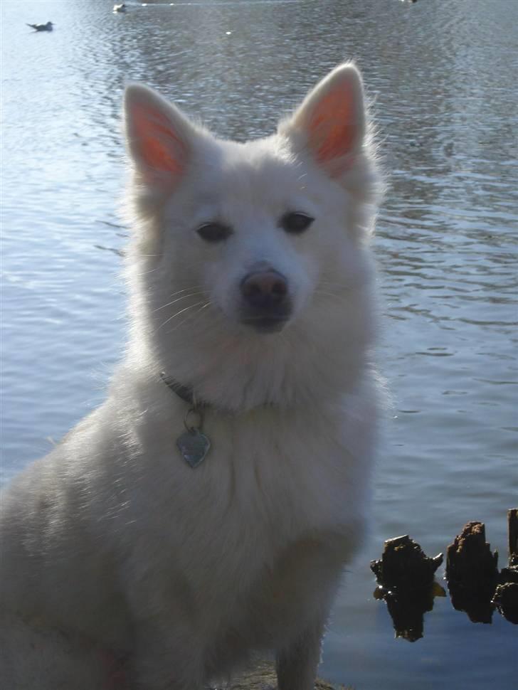 Japansk spids Akira - så smuk billede 7