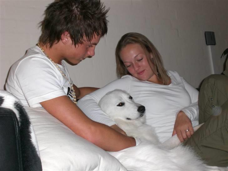 Samojedhund Zenta - Elsker at blive nusset af mor og alle gæsterne. Kan altid klemme mig ind! billede 15