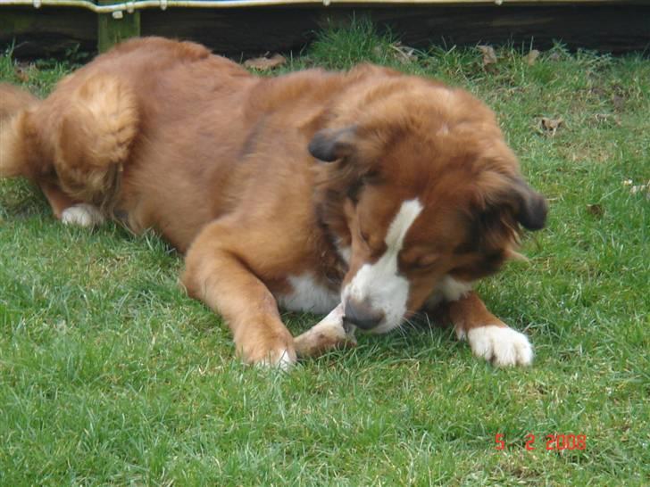 Berner sennenhund Balou billede 7