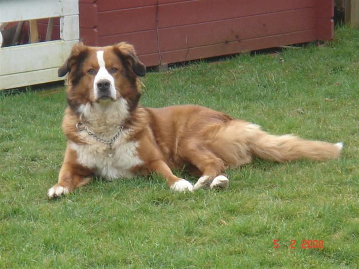 Berner sennenhund Balou billede 8