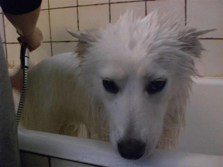 Samojedhund Zenta - Jeg er i bad fordi jeg var fuld af mudder. Bliv nu færdig, mor! billede 16