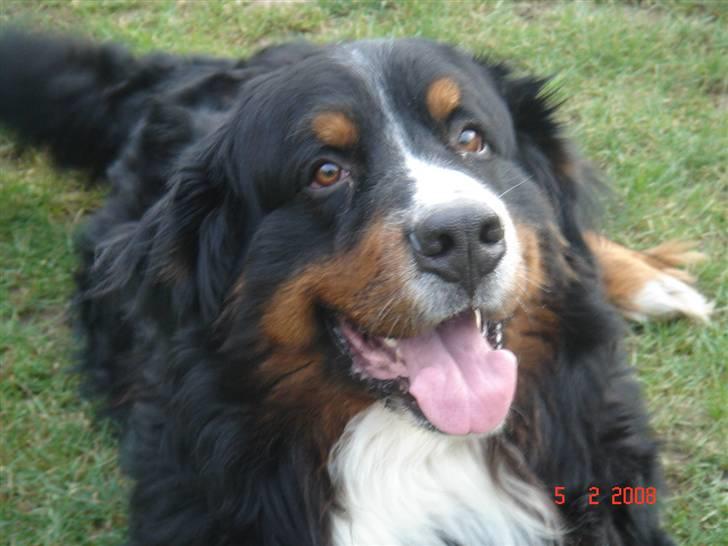 Berner sennenhund Balou billede 9
