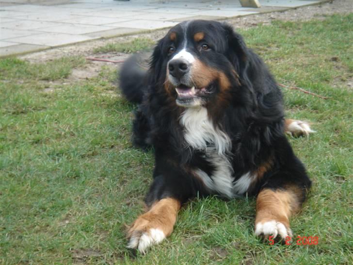 Berner sennenhund Balou billede 10