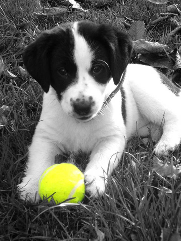 Blanding af racer Zita <3 :D - sort/hvid - et billede der er redigeret billede 18