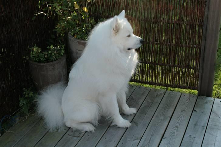 Samojedhund Sentho  billede 20