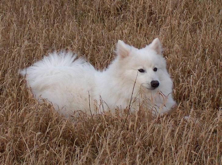 Japansk spids Kenzo billede 1