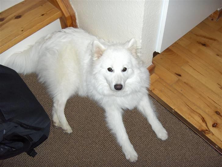 Japansk spids Kenzo billede 2