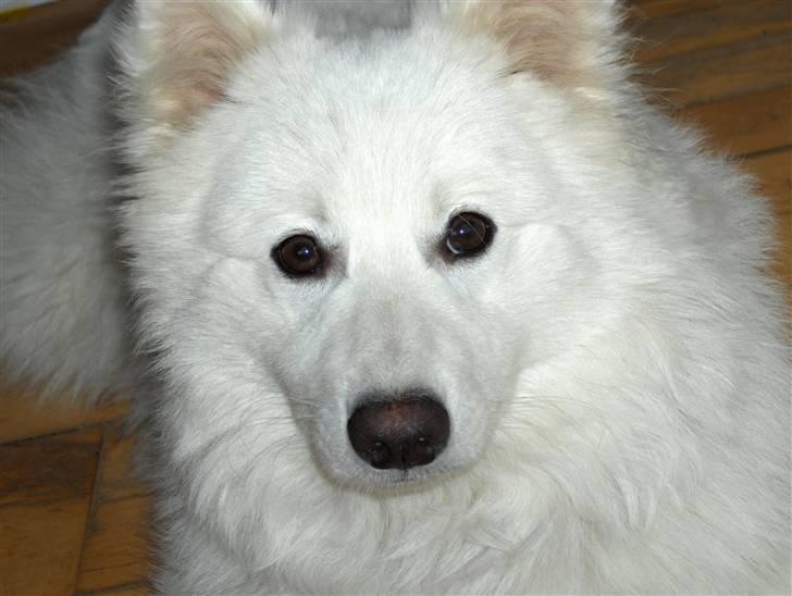 Japansk spids Kenzo billede 3