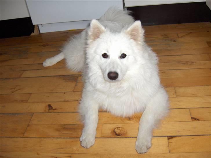 Japansk spids Kenzo billede 4