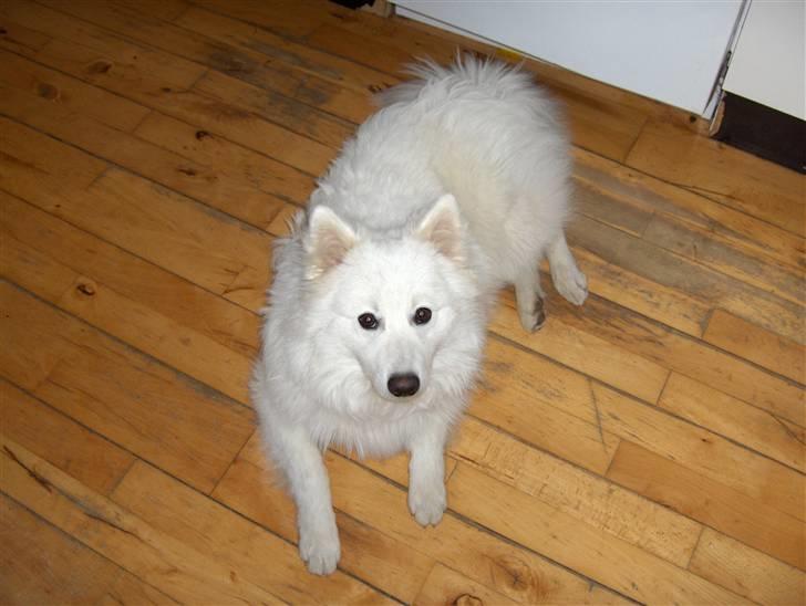 Japansk spids Kenzo billede 5